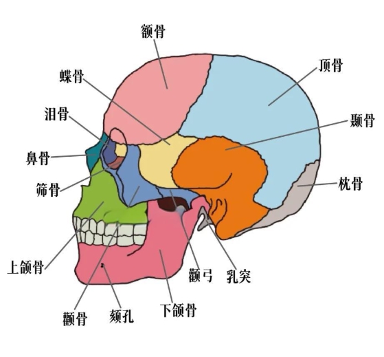颅骨接骨板系统代理