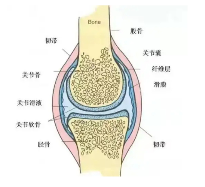 全膝关节系统代理