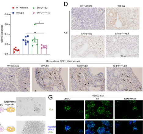 MJS-CELL-5P 子宫内膜细胞医学图像分析系统价格区间